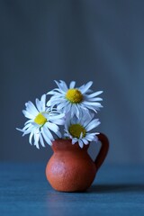 Background with white wildflowers - daisy bellis in the vase; Bellis perennis