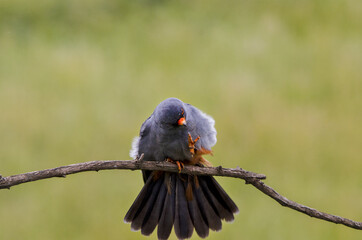 pigeon on a branch
