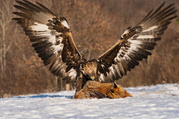 eagle in flight