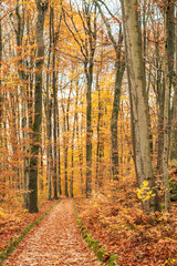 Fototapeta premium Path through the forest trees in autumn