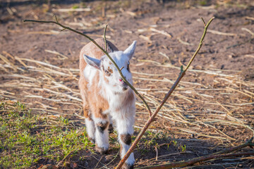 Baby goat chewing on a fine twig
