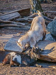 A goat interacts with a female goat that is lying down