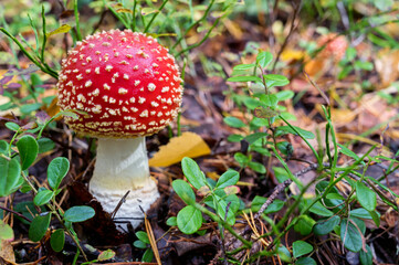 Single mushroom of Amanita Muscaria or fly agaric in forest