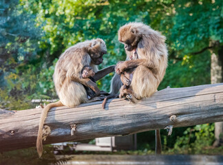Two female baboons and their offspring sitting picking lice off each other