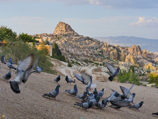 pigeon valley of cappadocia