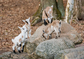 Group of young goats playing on the rocks