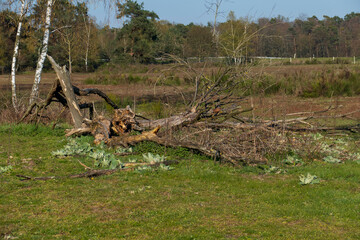 Obraz premium Umgestürzter Baum im Naturschutzgebiet Sanddünen Sandweier Baden-Baden