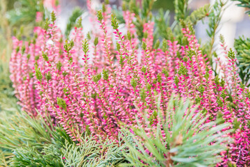 Obraz premium Group of Ericas and callunas shrubs