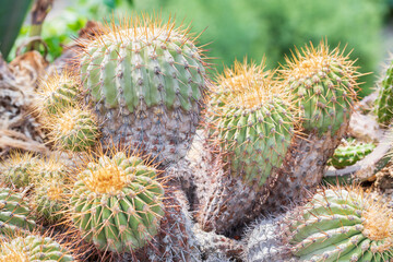 Group of different cactus and different depth of field.