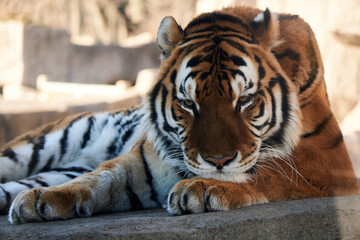 こちらを見つめている虎の写真