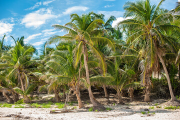 Tulum wild beach near to Cancun - Mexico