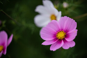 Fototapeta premium cosmos flower