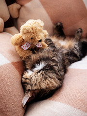 A beautiful domestic cat is sleeping with his beloved teddy bear