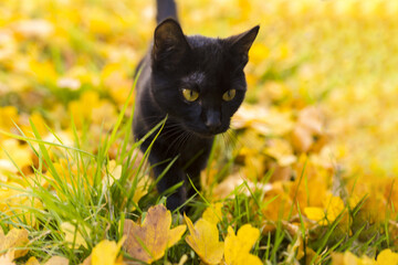 Black cat with yellow eyes walking on the grass with yellow fallen leaves