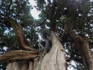 Curved branches of a beautiful coniferous and old tree