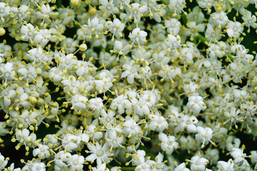 Bush of white elderflower in the garden