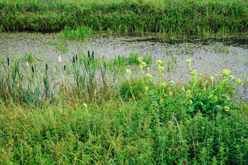 Bush of white elderflower by the river