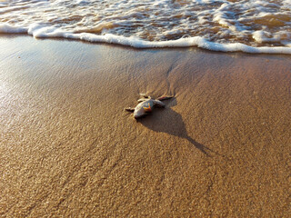 a frog lies on the sea sand on its back