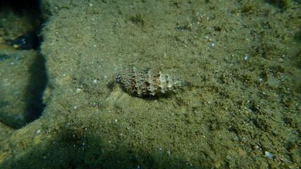 Sea snail Common cerith or European cerith (Cerithium vulgatum) undersea, Aegean Sea, Greece, Halkidiki