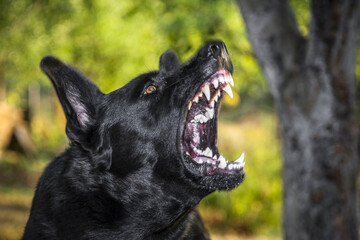 Closeup of the black German shepherd barking.