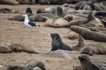 Naklejka premium Baby seal in the beach in Namibia