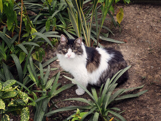 A large spotted street cat sits on the ground in a garden near green bushes