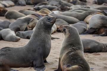 Cape fur seals on the beach in Namibia, Cape Cross, Skeleton coast