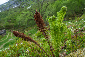 Green ferns
