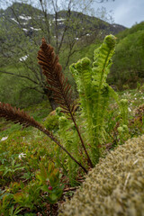 Green ferns