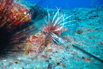 Lionfish 