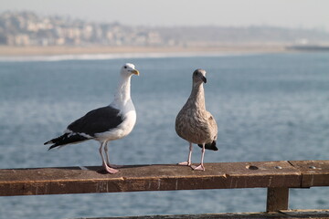 Birds at Venice Pier