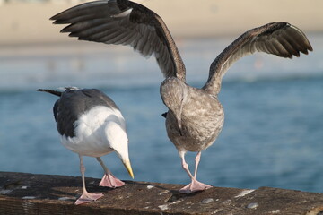 Birds at Venice Pier