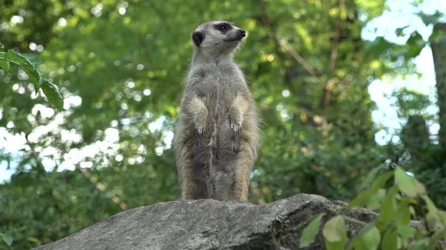 meerkat suricatta on the lookout