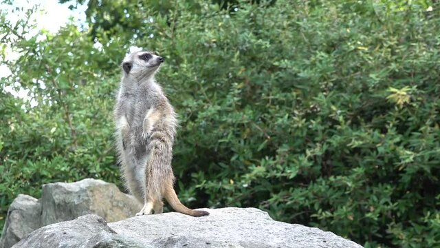 Meerkat suricatta guard on a rock. In the background are trees.