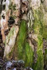 Wood background. The old tree is covered with green moss. Wood texture.