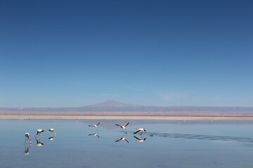 Pink flamingos flying in a salar in Atacama.