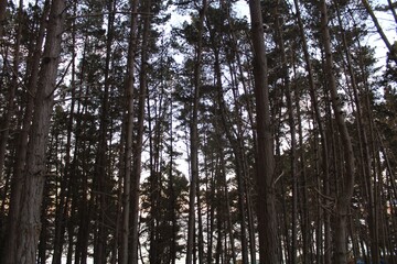 Tall Trees at El Canelillo, Valparaiso, Chile.