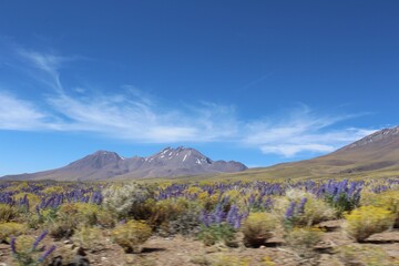 Flowering Atacama desert, QAntofagsta, Chile.