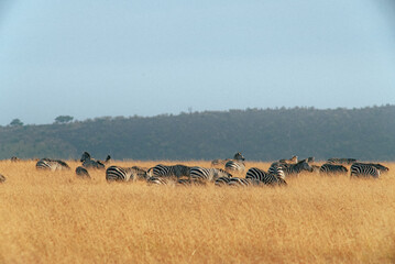 Herd of zebras in the field with a background of hills with dense greenery on a sunny day