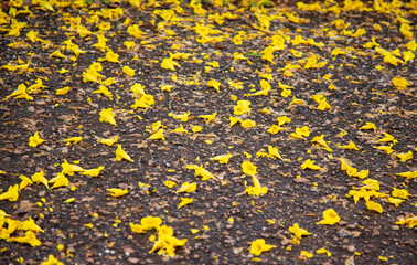 Yellow Flowers on the Ground with Depth of Field Blur