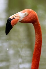 close up of a flamingo