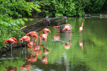 flamingos in the lake