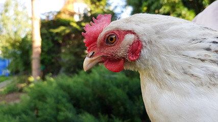 a live chicken of light color in summer on a background of greenery.