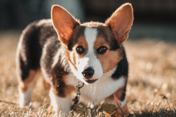 Corgi 