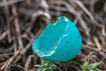 Robin Egg