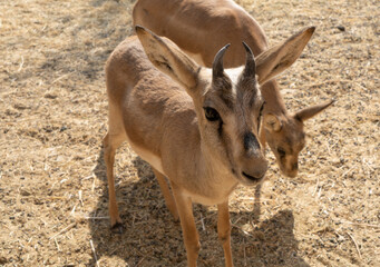 Uzbekistan, gazelles in the Jeyran Eco-Center near Bukhara