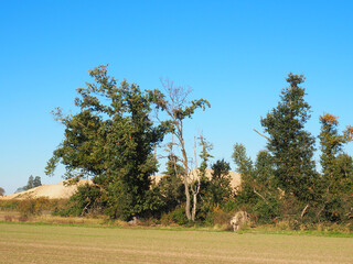 Field with germinating winter cereals with trees and a sand hill in the background