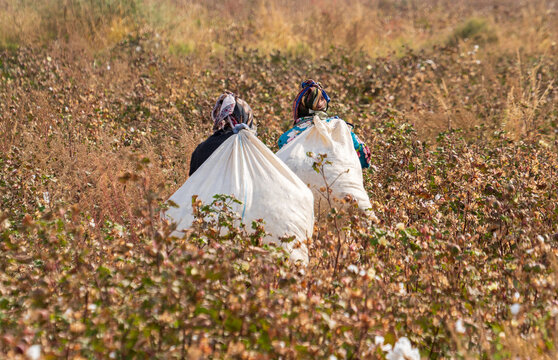 Uzbekistan, near Bukhara, Cotton harvest in a field? Two women carry  the sacks.