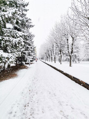 Naklejka premium road in winter