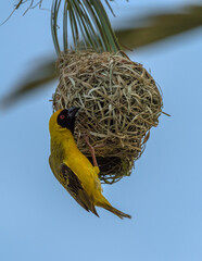 Masked weaver bird building a nest